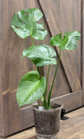 Monstera deliciosa