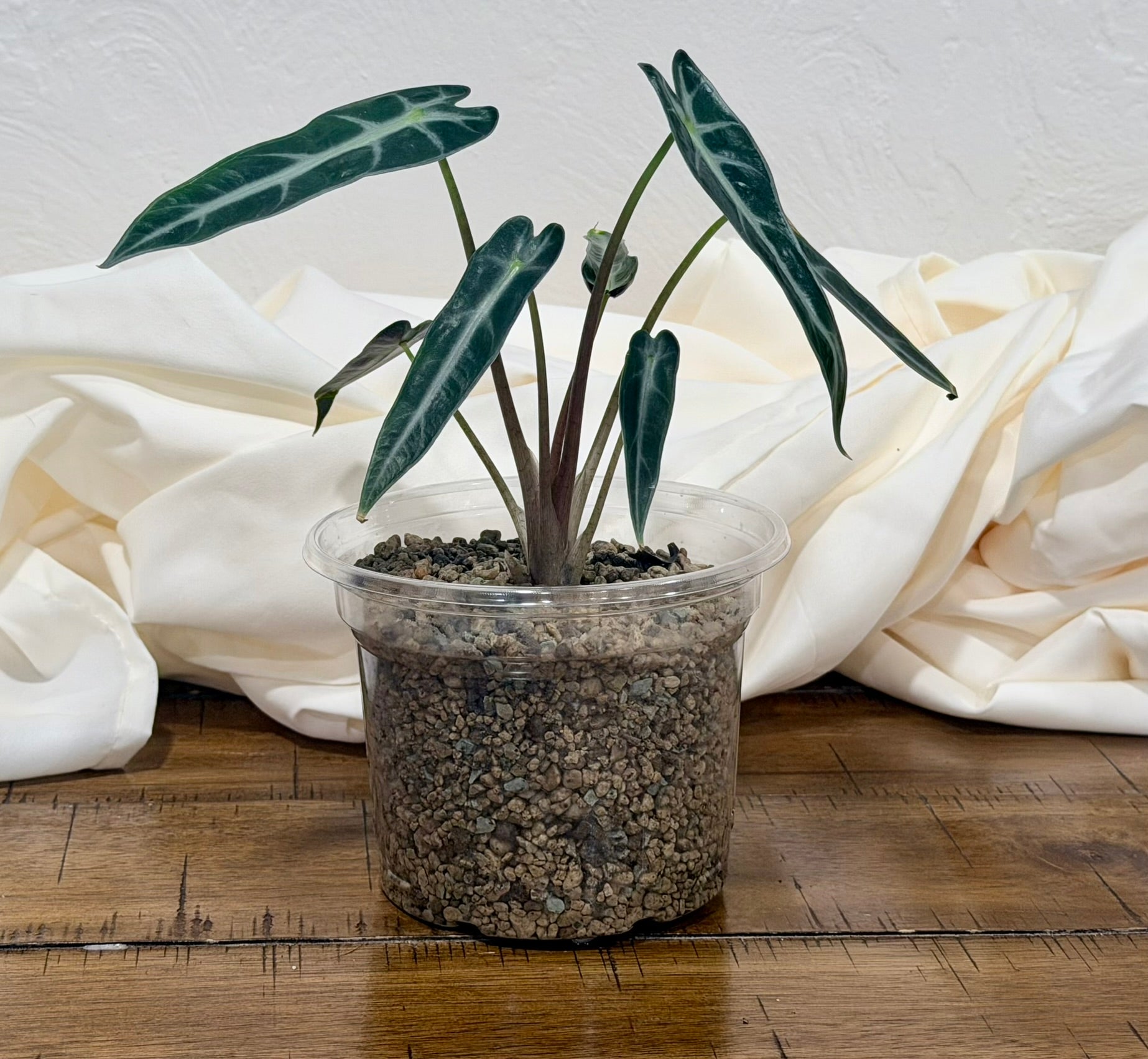 Alocasia 'Bambino'