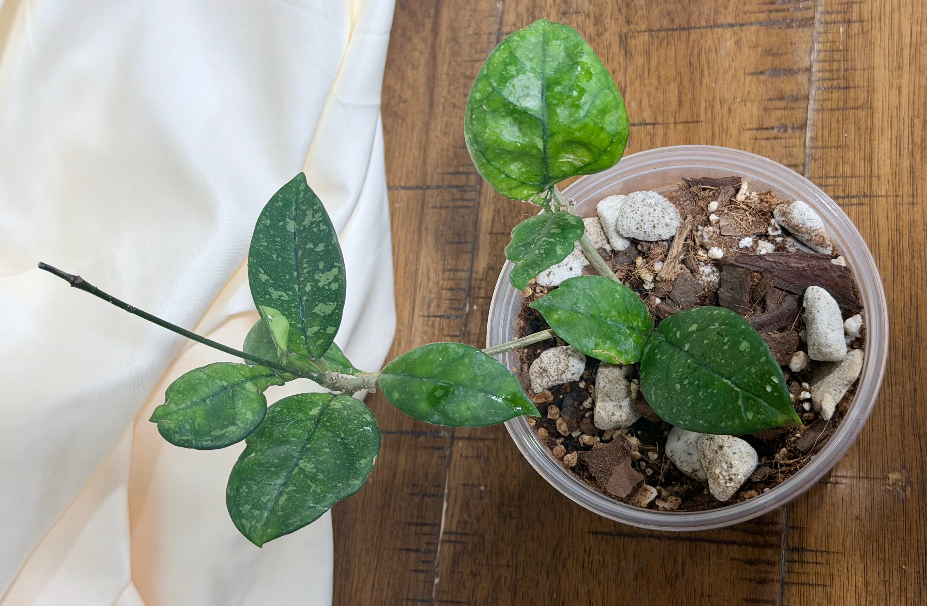Hoya crassipetiolata 'Splash'