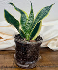 Superba Snake Plant