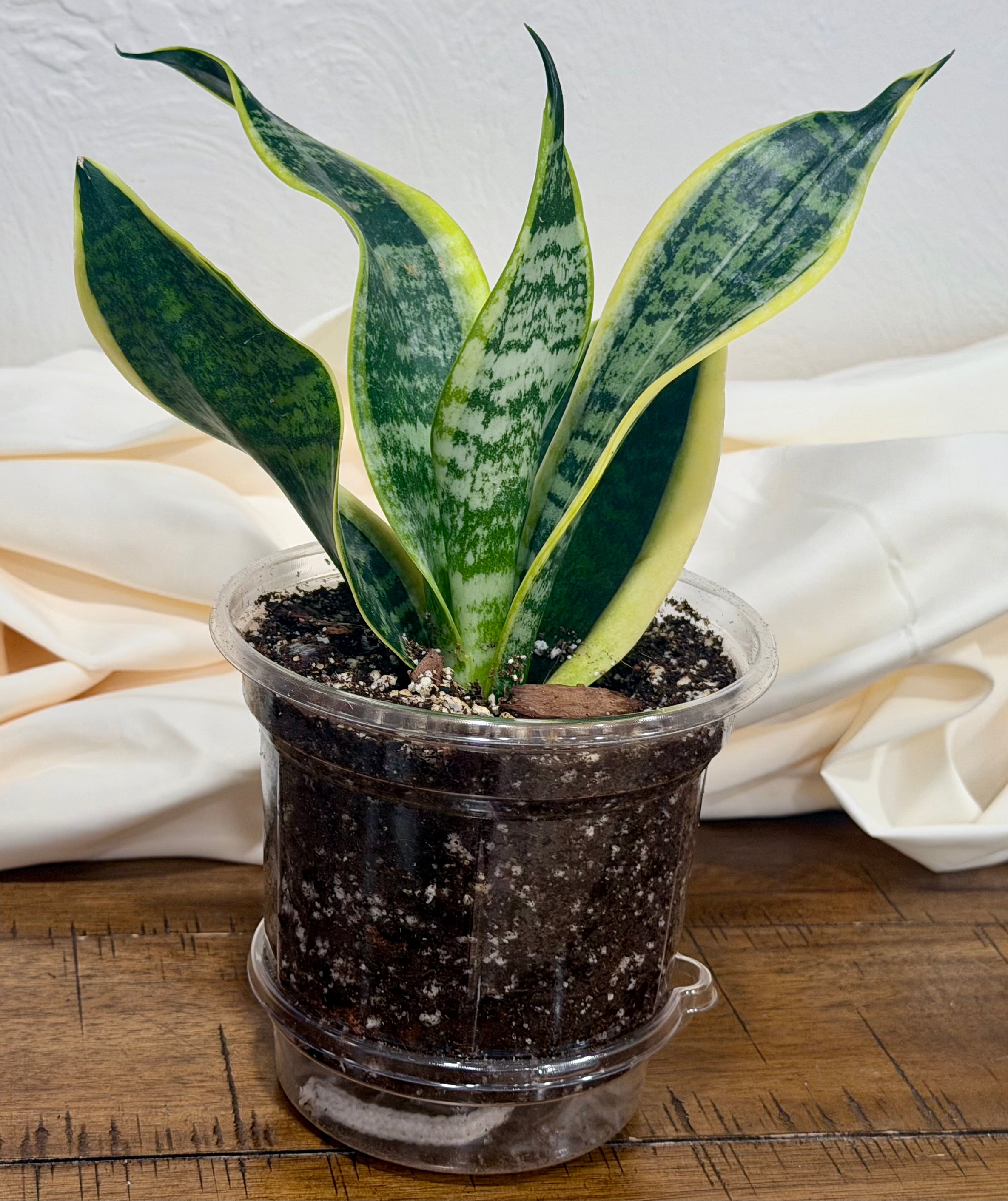 Superba Snake Plant