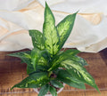 Dieffenbachia 'Vesuvius'