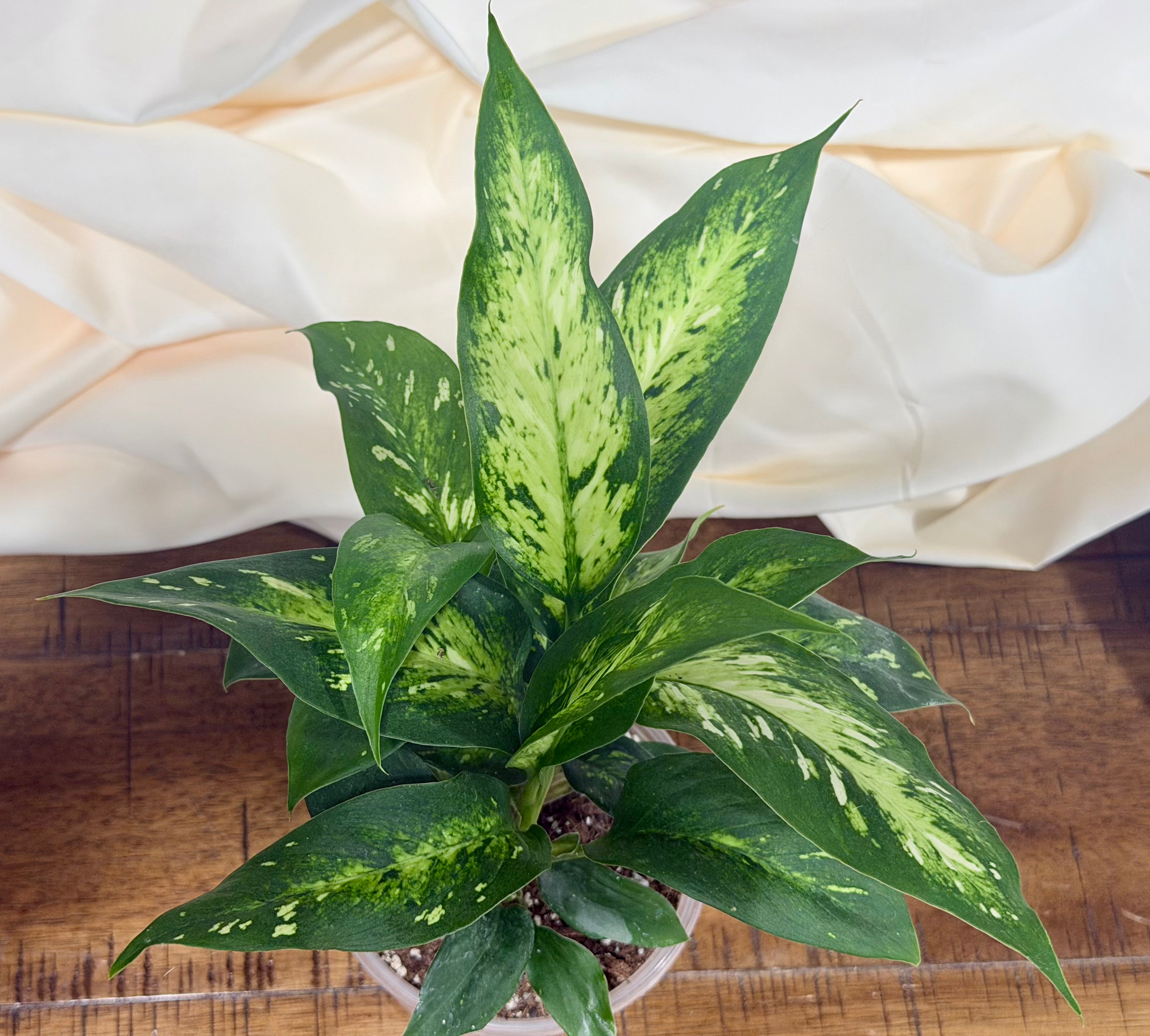 Dieffenbachia 'Vesuvius'