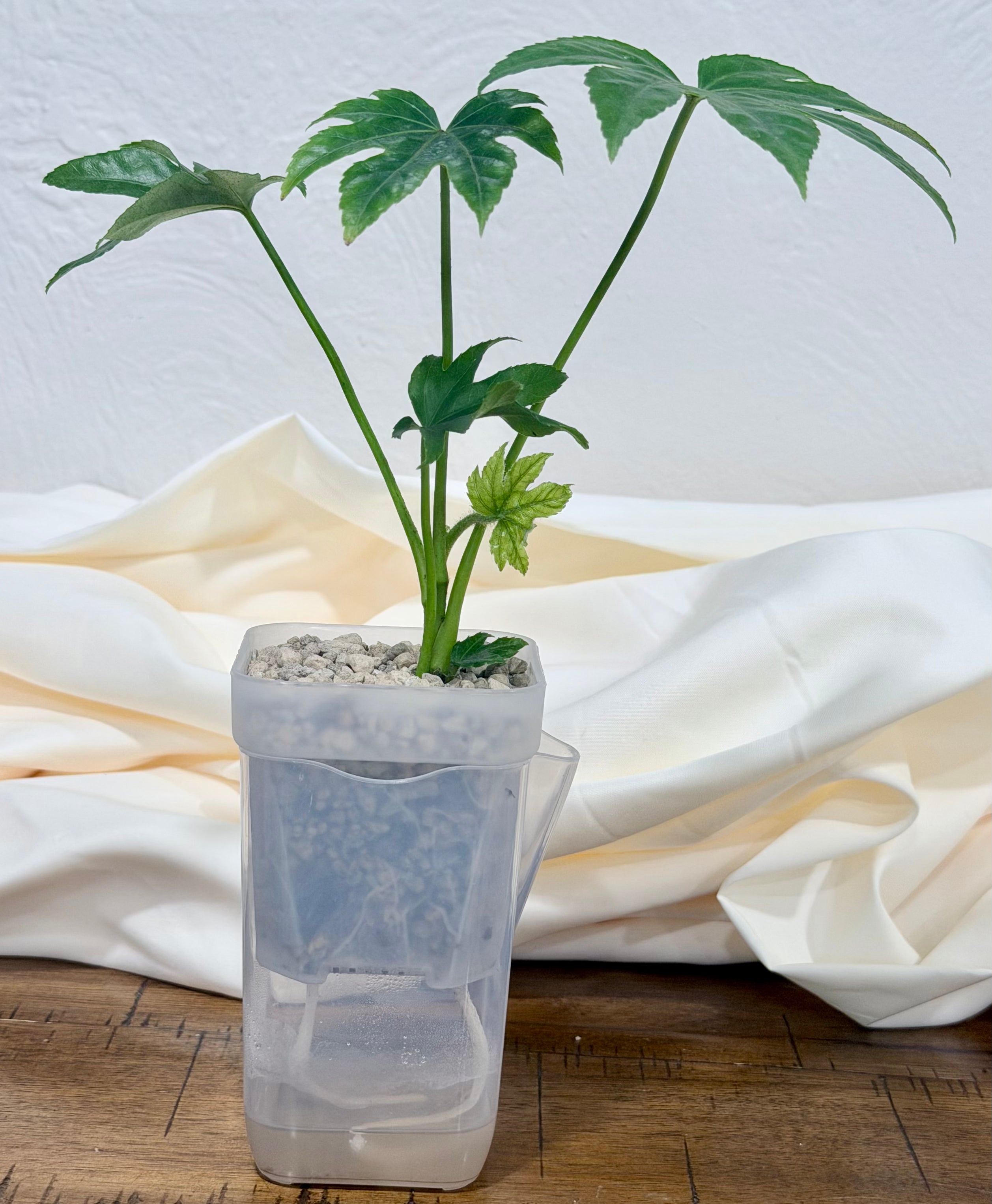 Fatsia japonica | Japanese Aralia