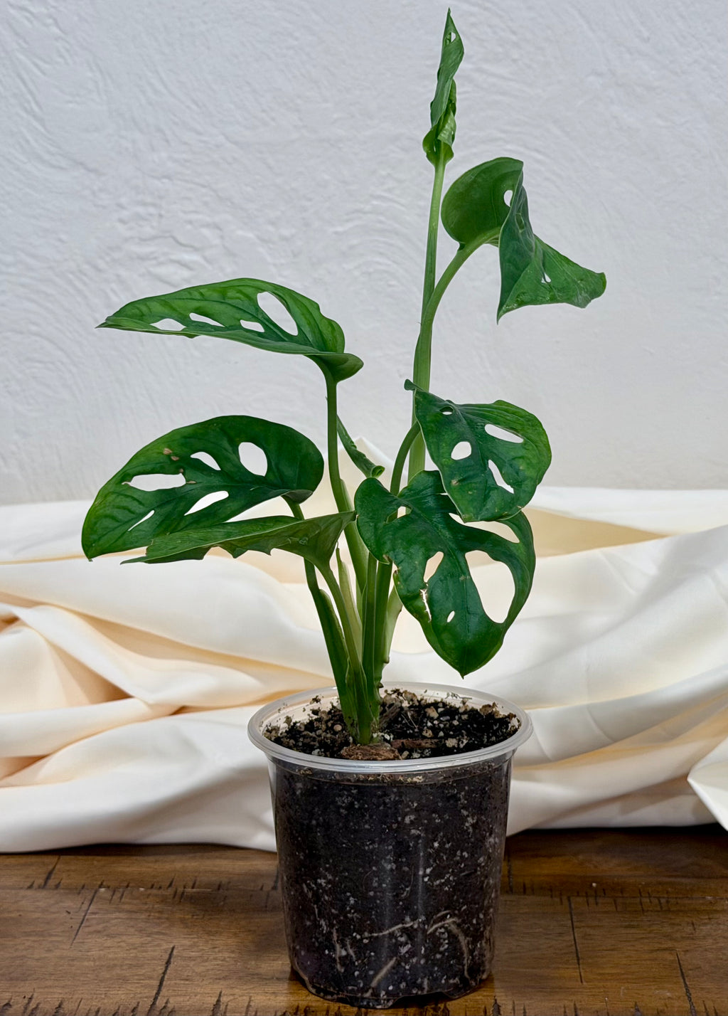 Monstera adansonii 'Swiss Cheese'