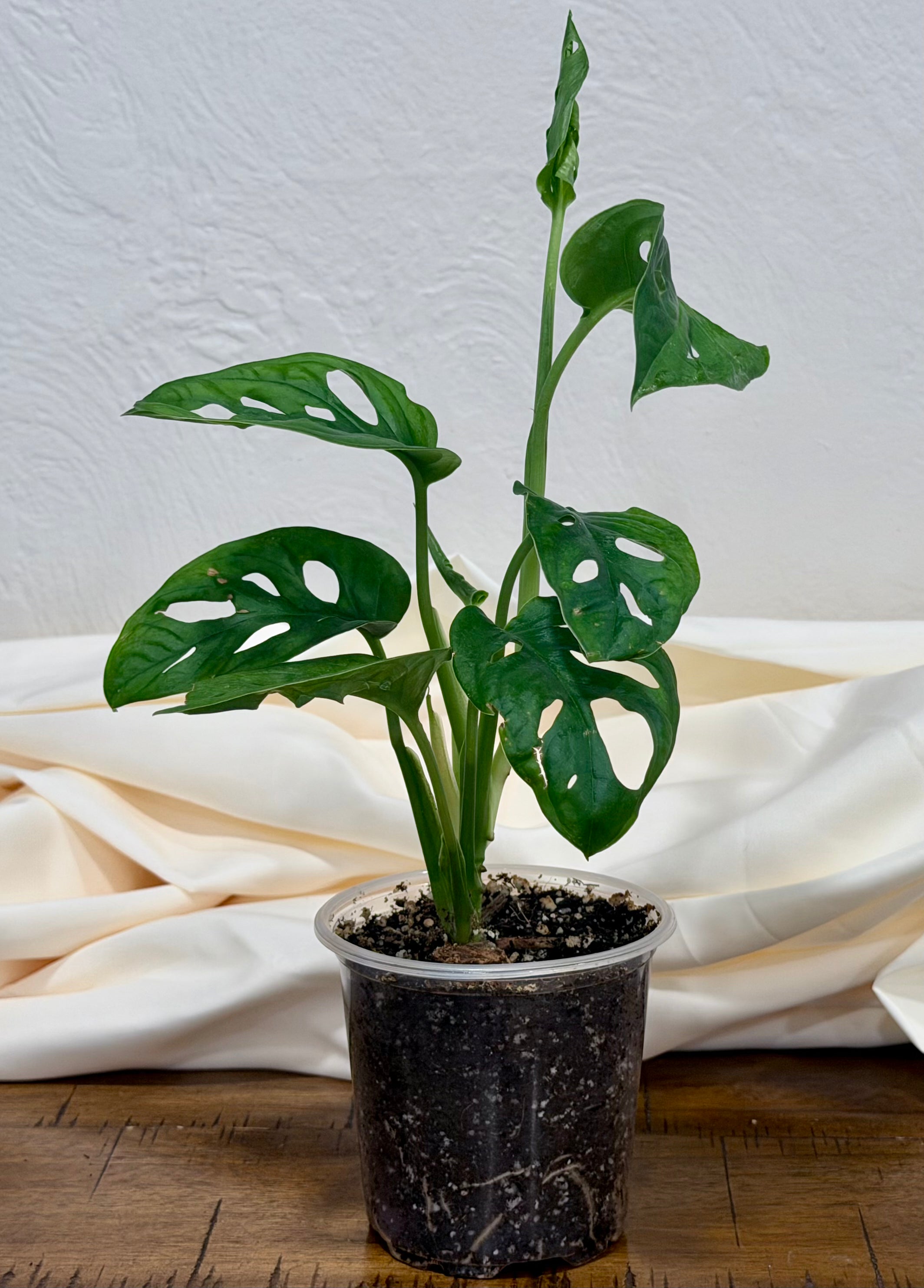 Monstera adansonii 'Swiss Cheese'