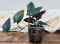 Syngonium 'Red Arrow'