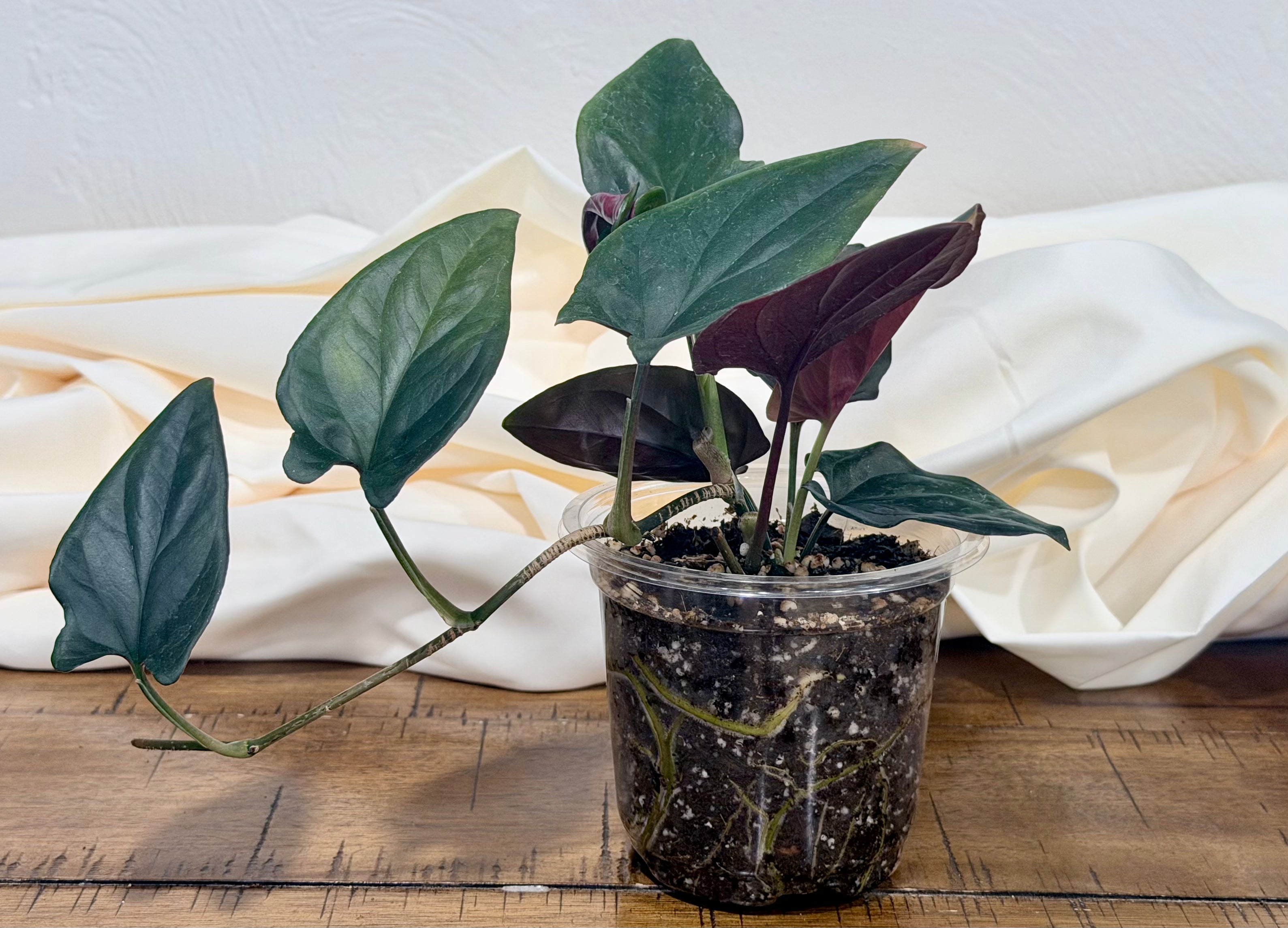 Syngonium 'Red Arrow'