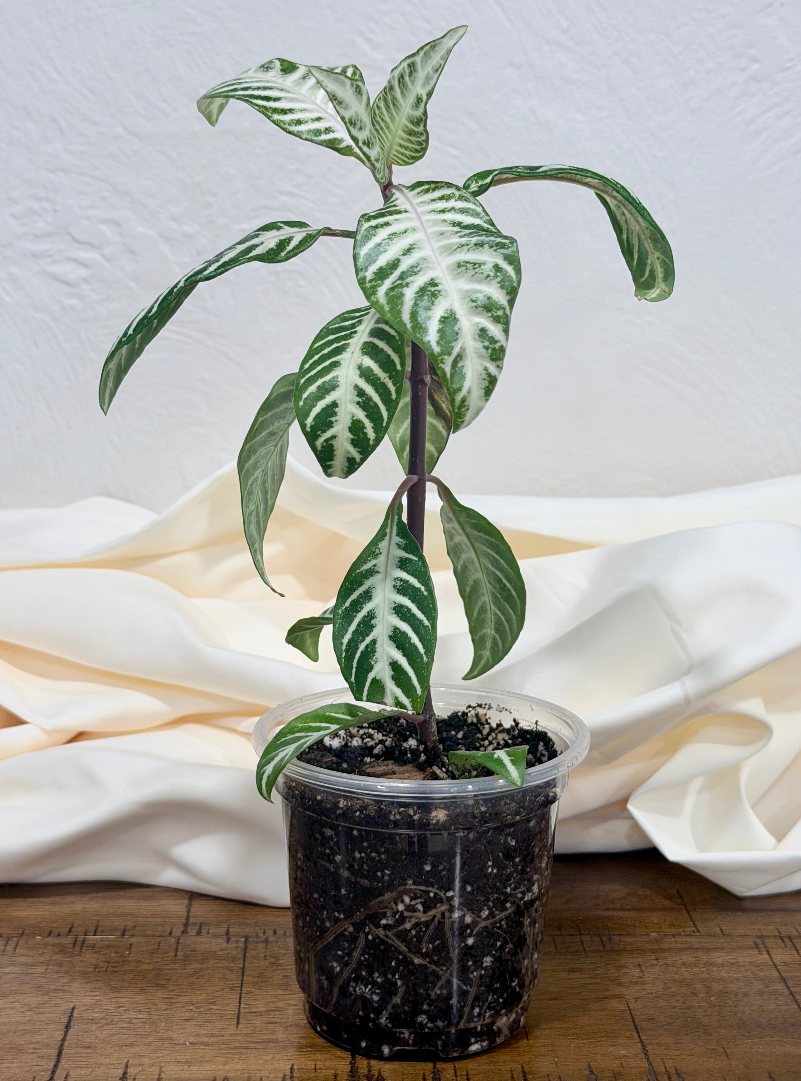 Zebra Plant 'Snow White'