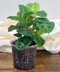 Calathea Cat Moustache