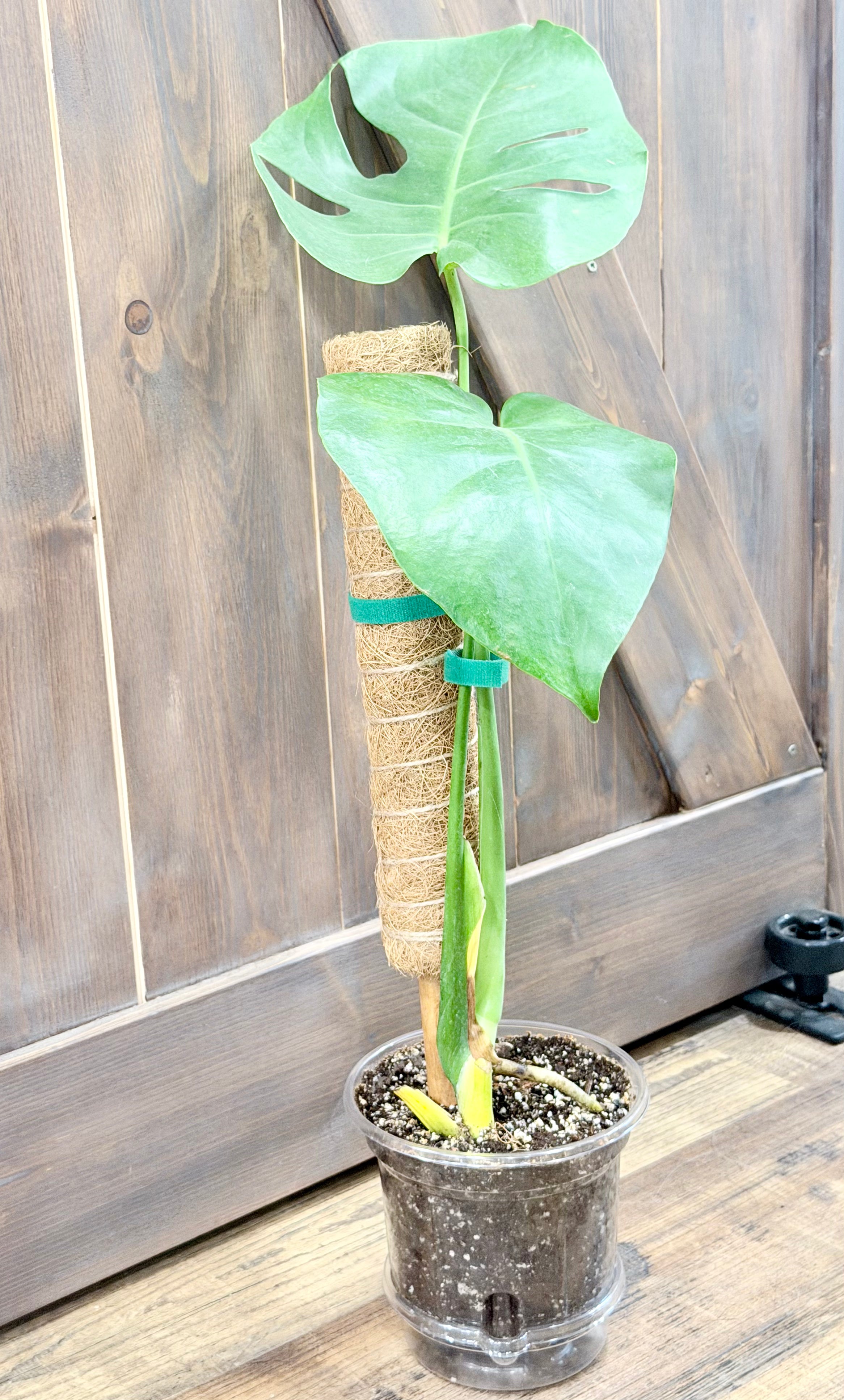 Monstera deliciosa