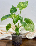 Alocaisa 'Aurea'