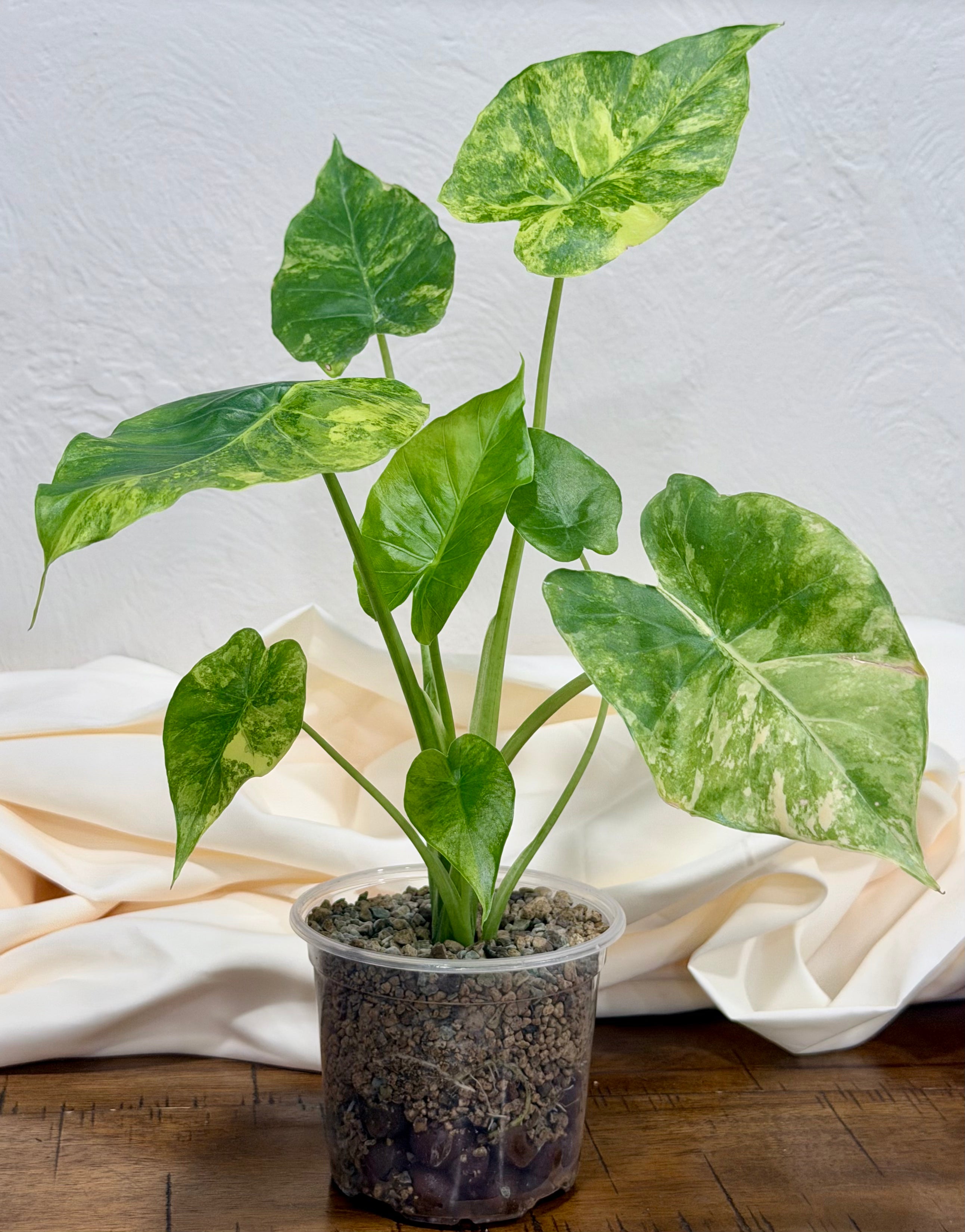 Alocaisa 'Aurea'