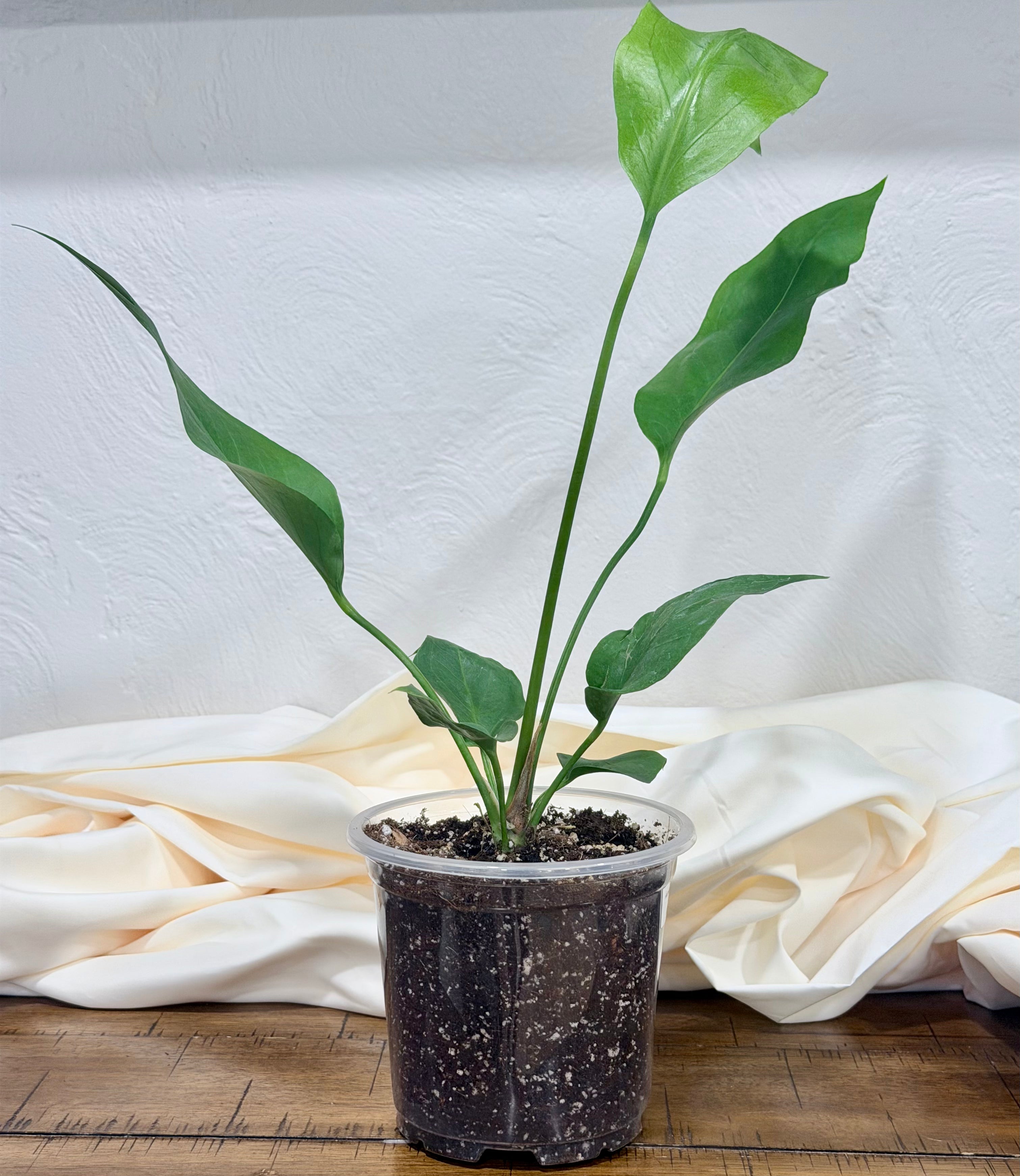 Anthurium 'Big Red Bird'