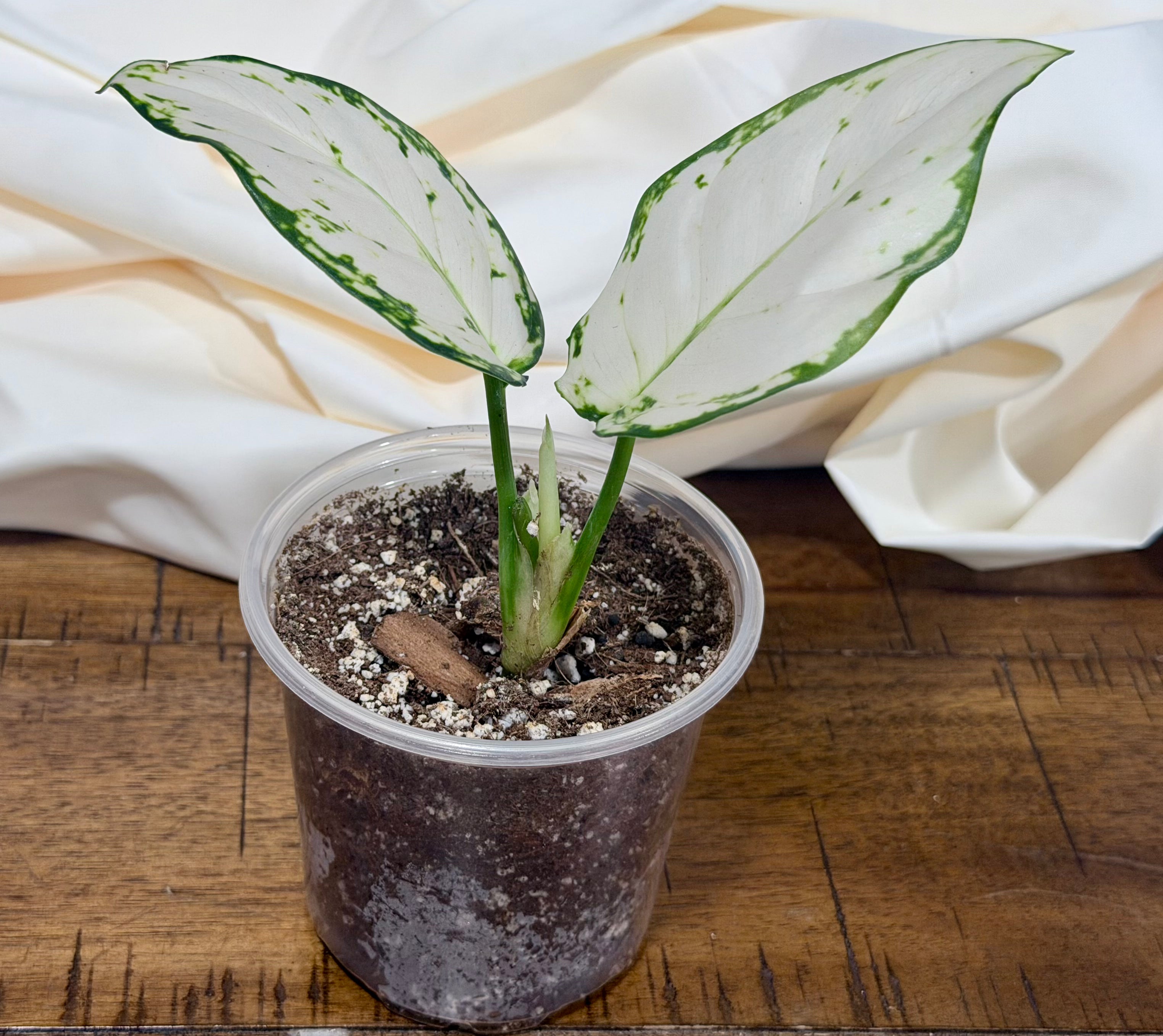 Aglaonema 'Super White'