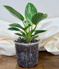 Philodendron Birkin