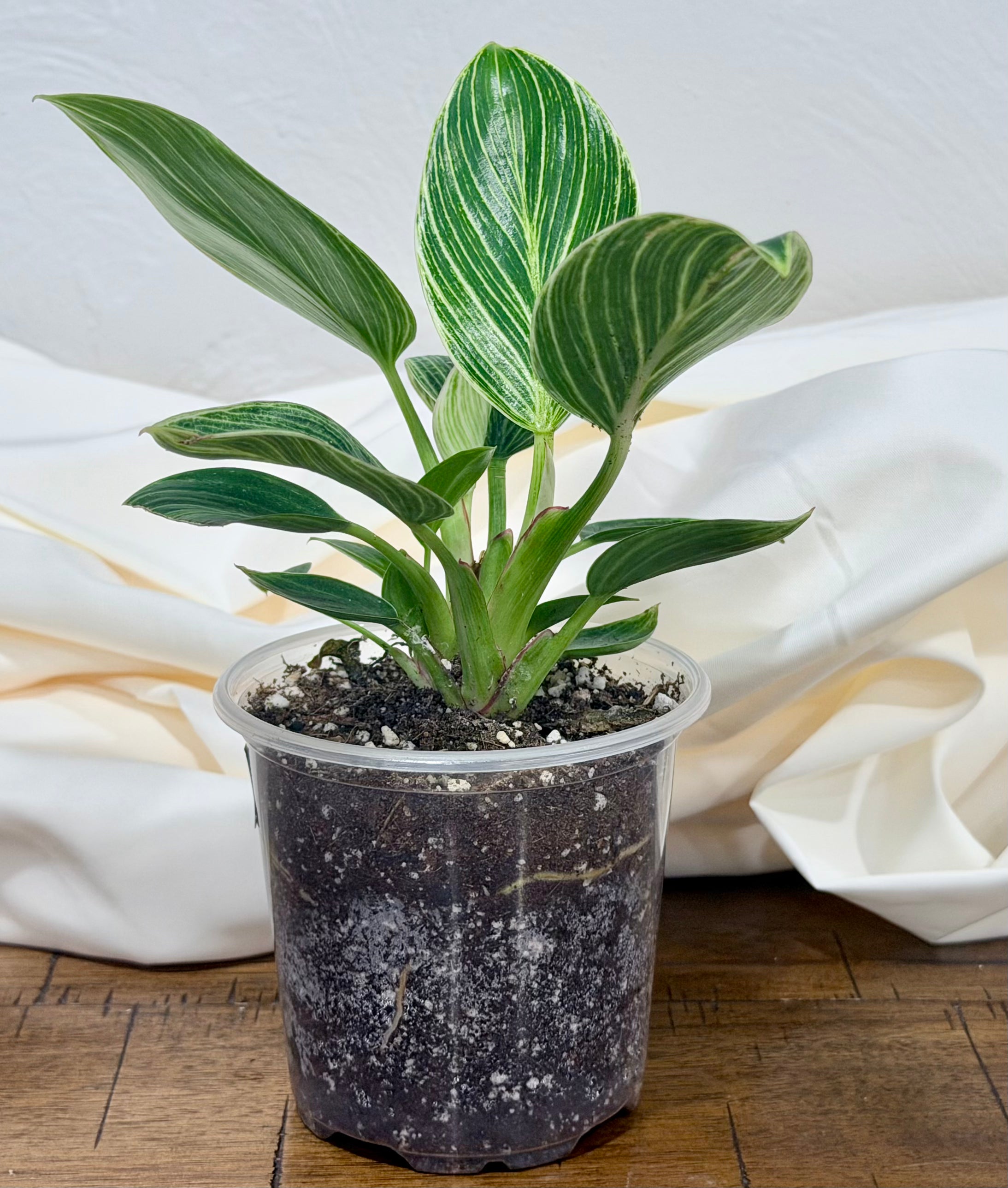 Philodendron Birkin
