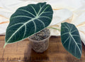 Alocasia reginula 'Black Velvet