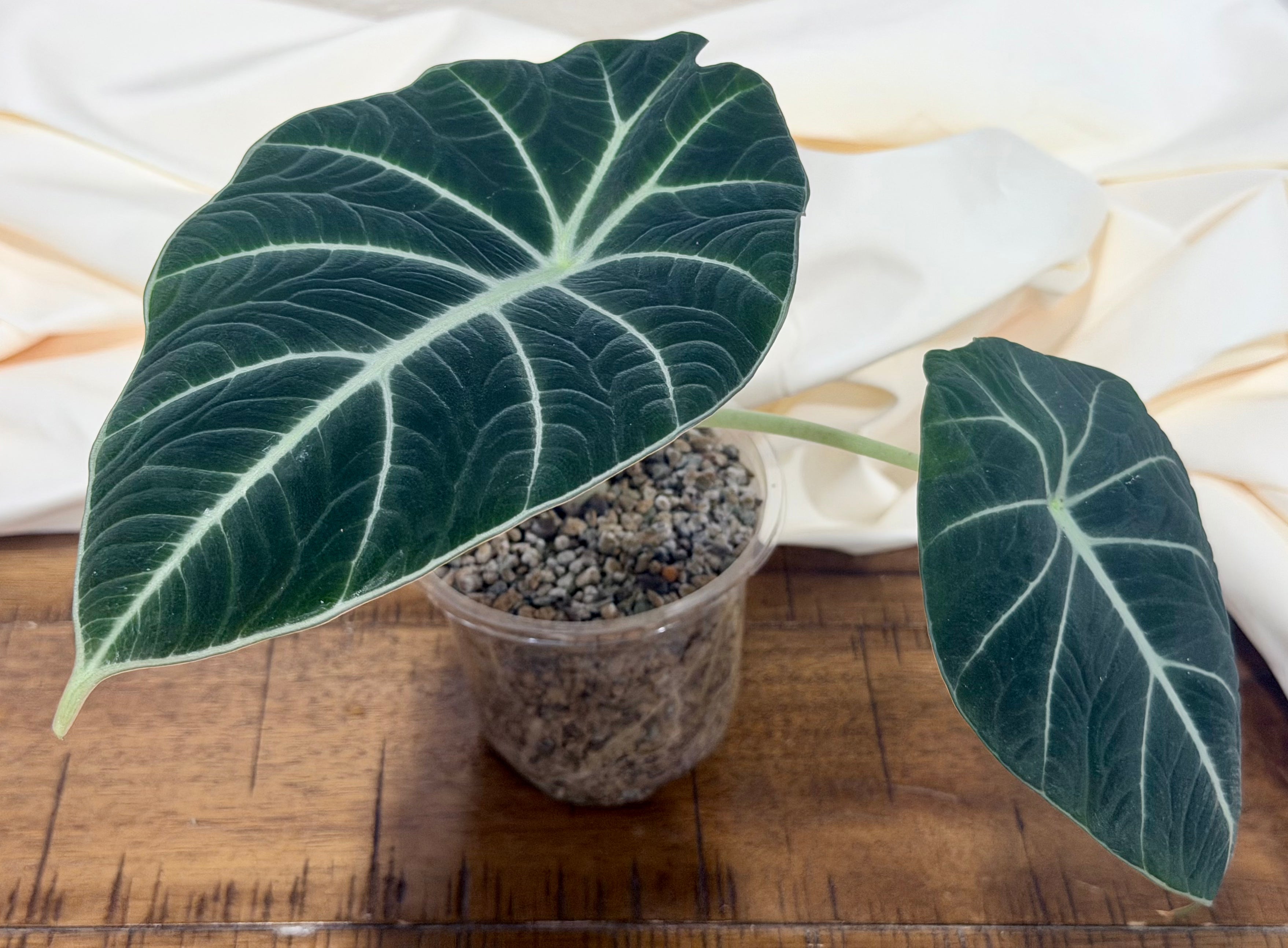 Alocasia reginula 'Black Velvet
