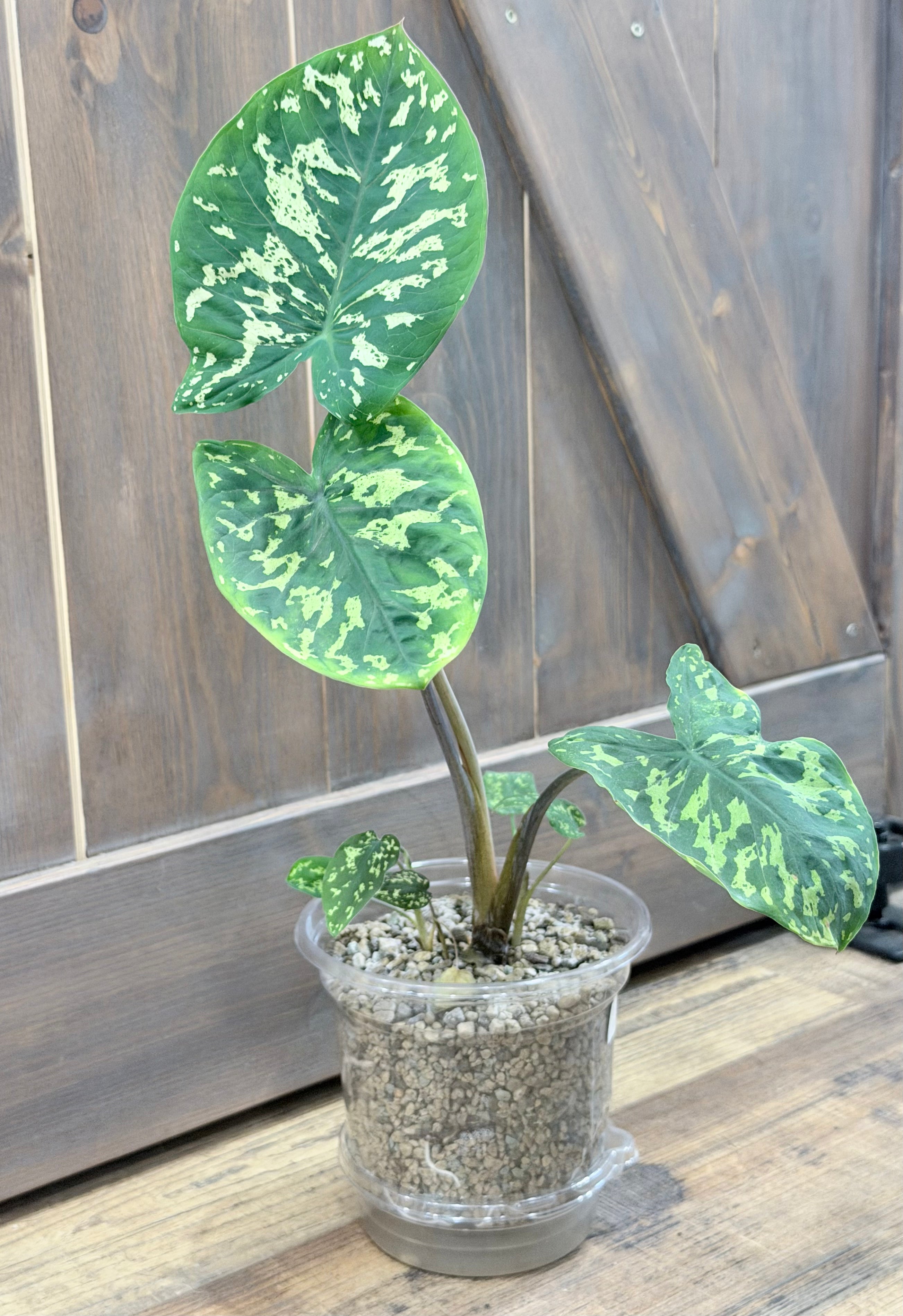 Caladium praetermissum 'Hilo Beauty'