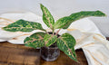 Aglaonema 'Sparkling Sarah'