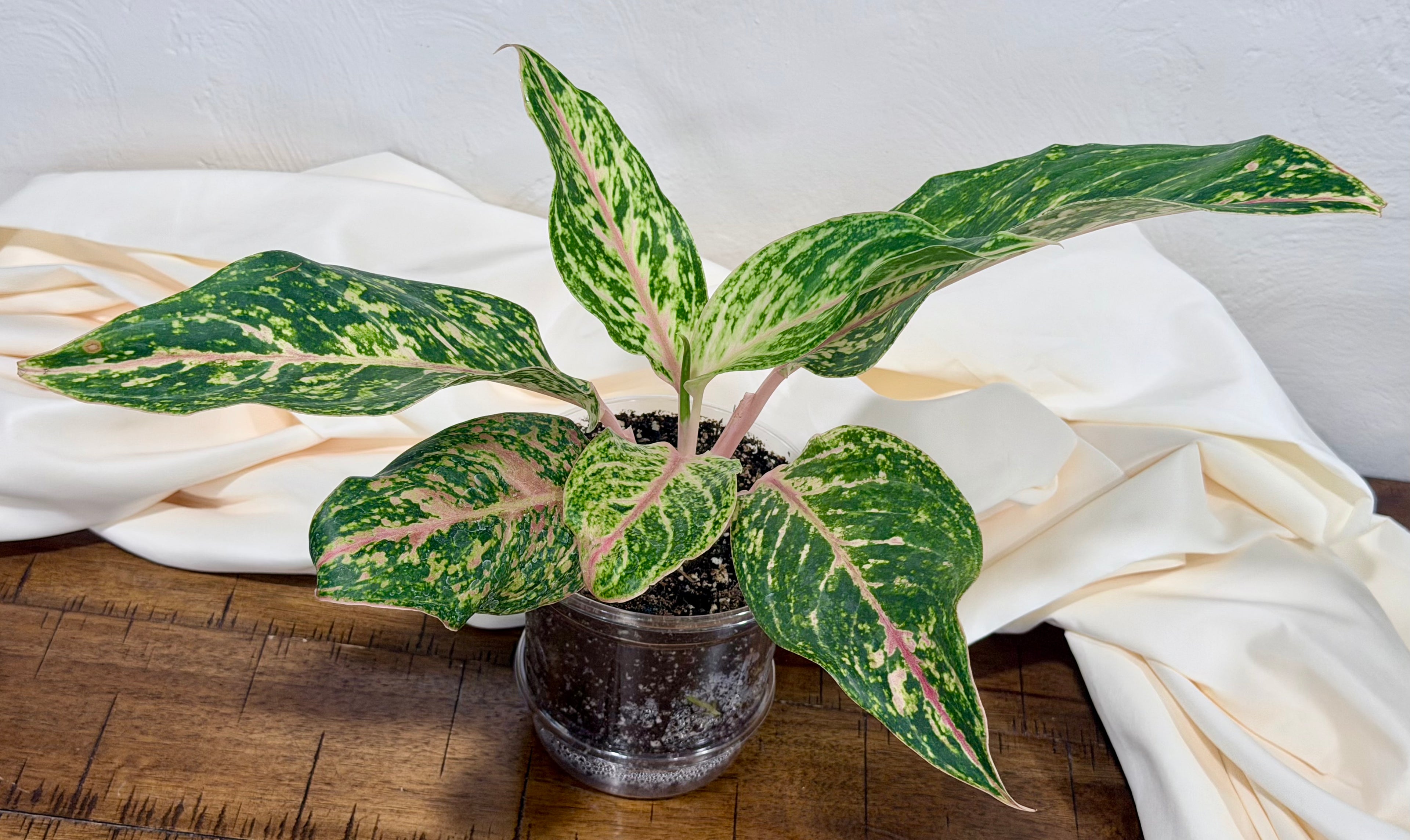 Aglaonema 'Sparkling Sarah'