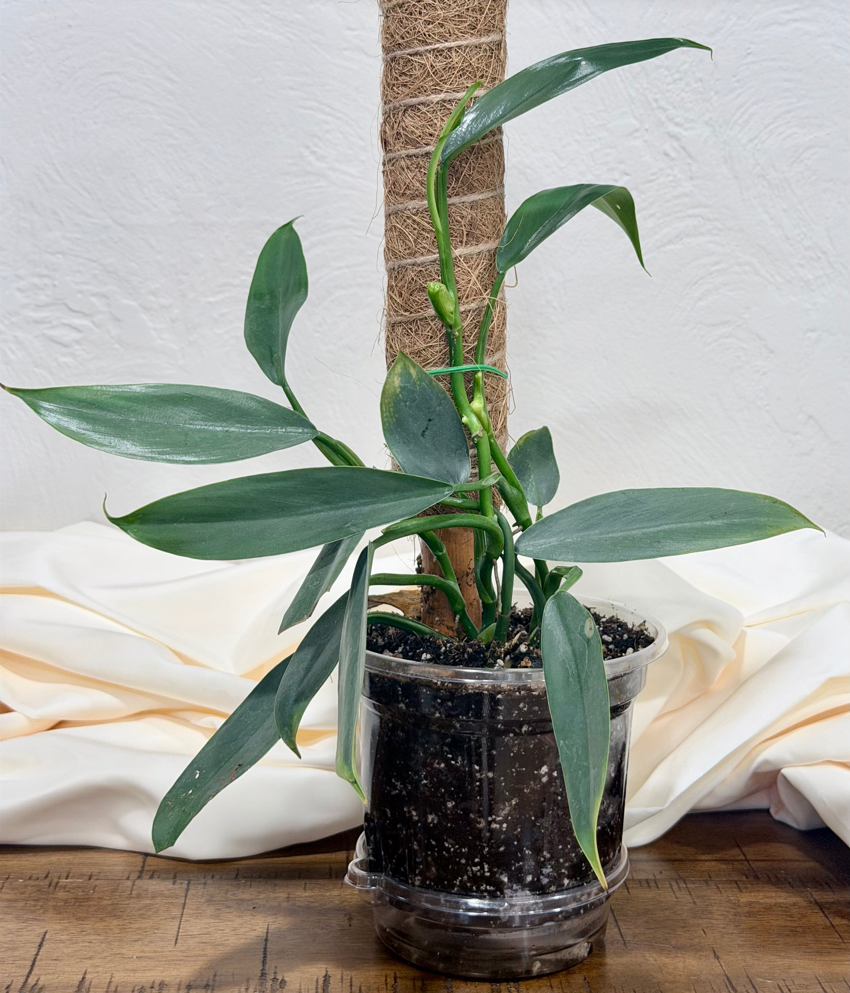 Philodendron 'Narrow'
