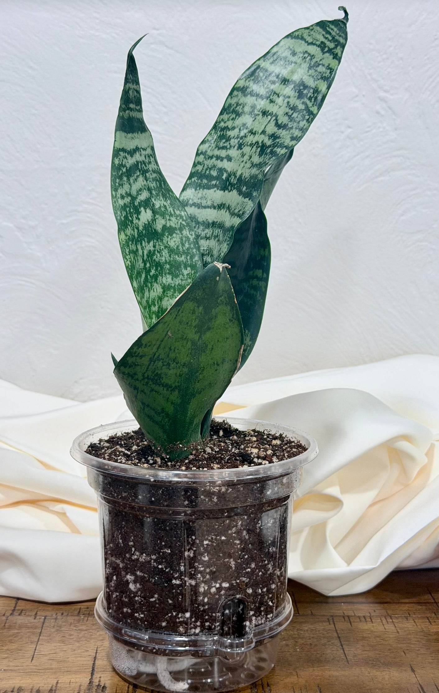 Robusta Snake Plant