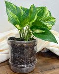 Golden Pothos