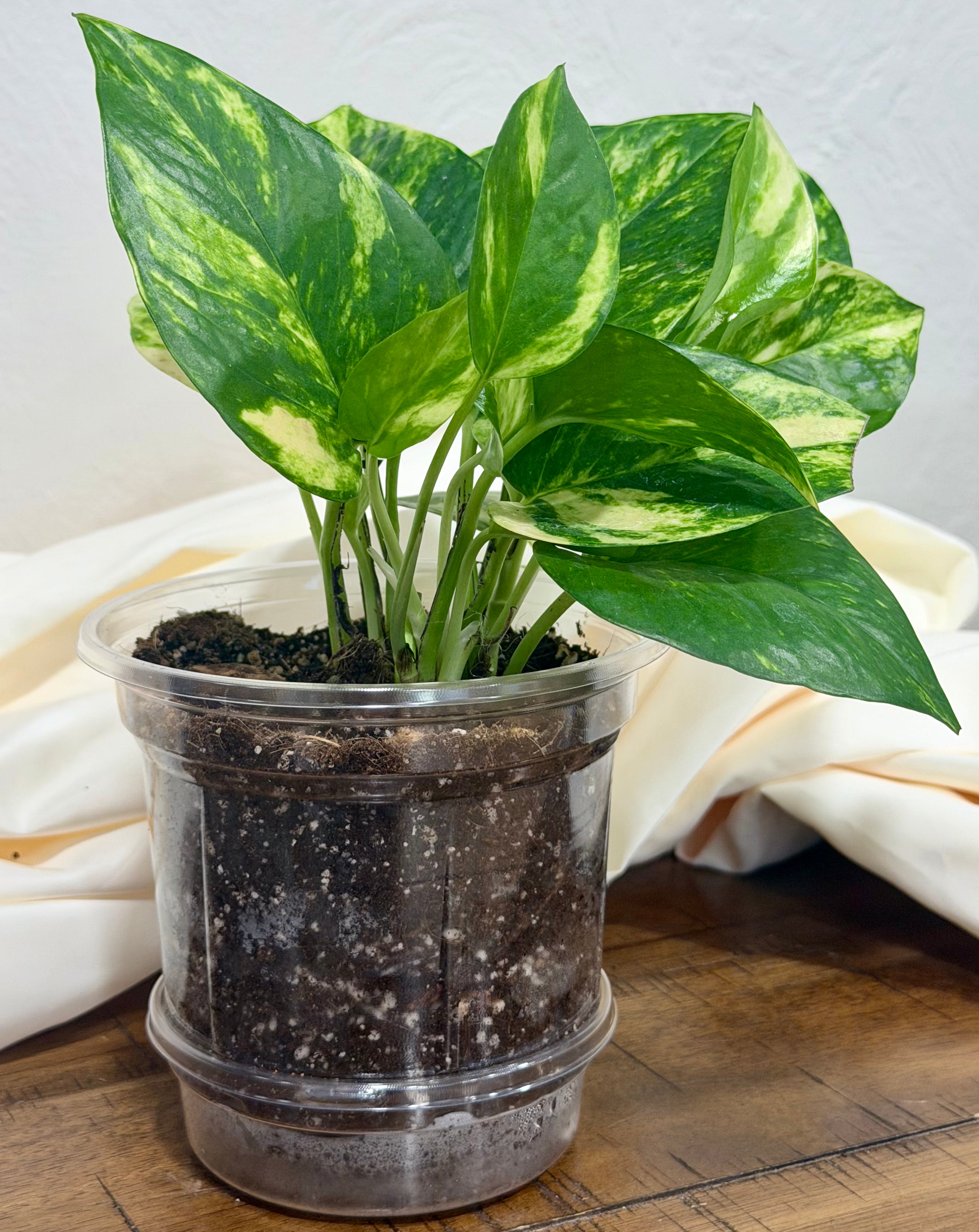 Golden Pothos
