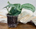 Scindapsus Exotica