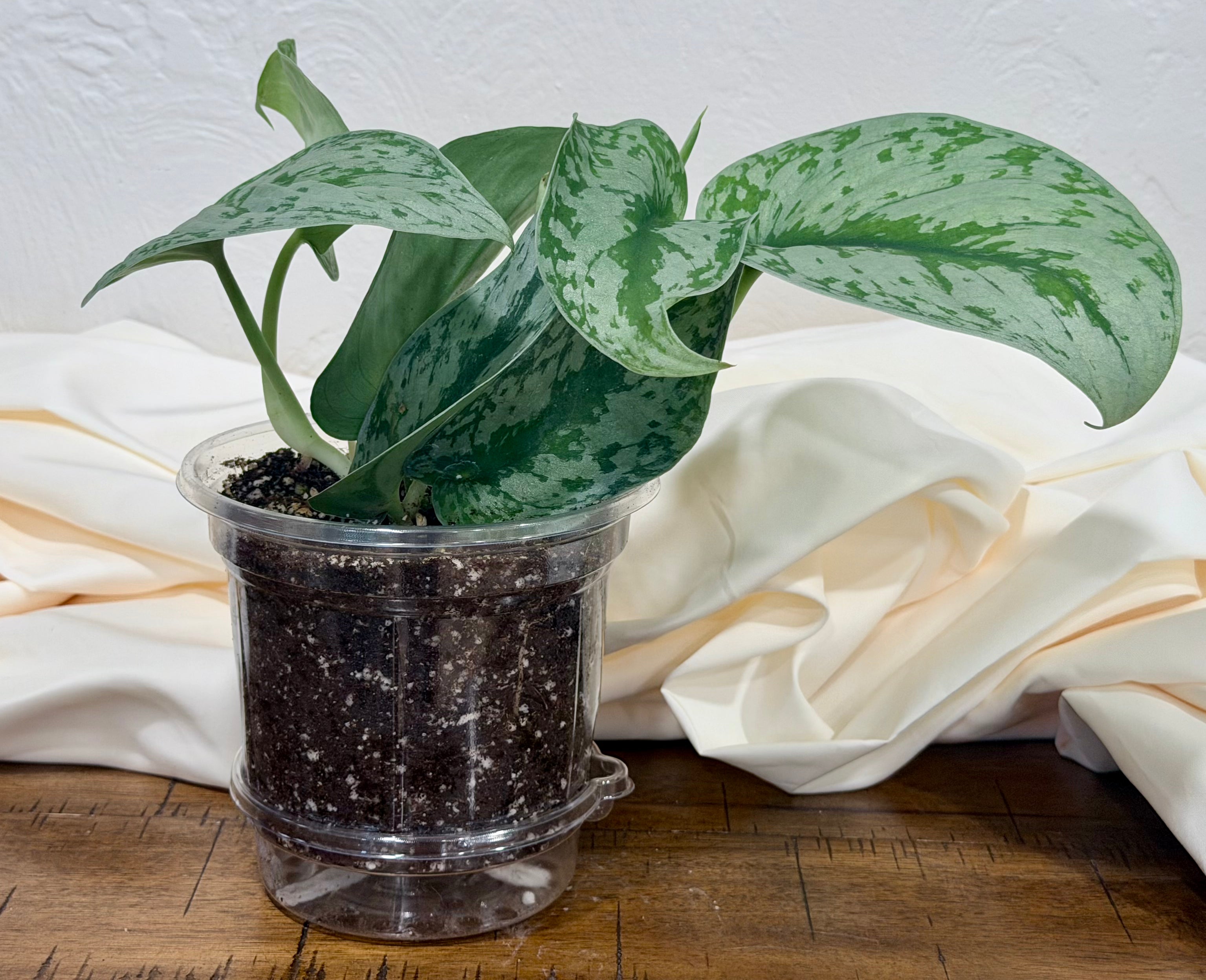 Scindapsus Exotica