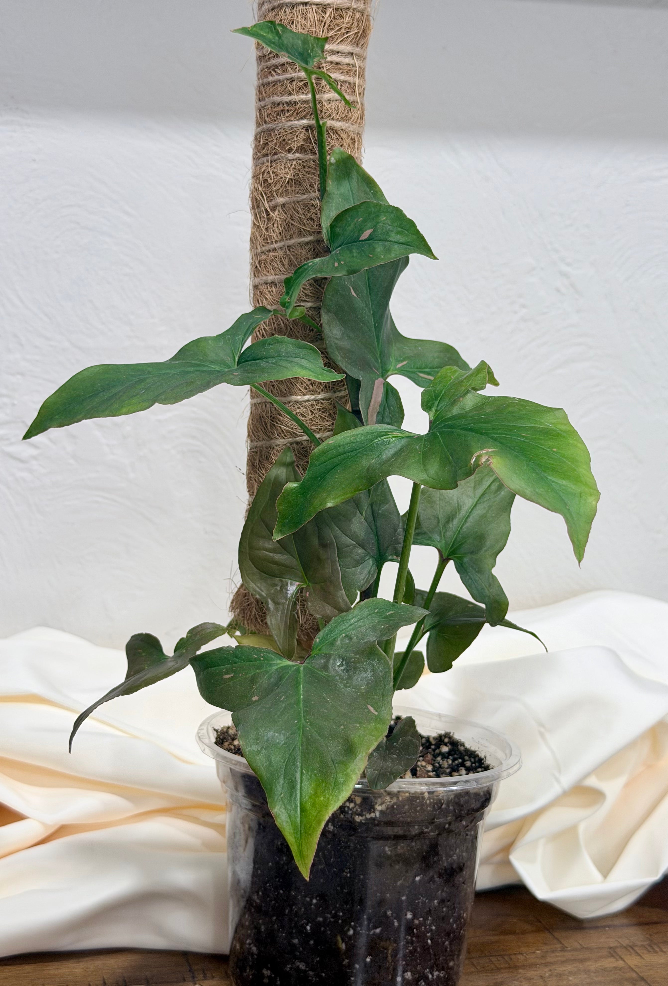 Syngonium 'Pink Splash'