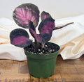 Goeppertia roseopicta ‘Dottie’ | Calathea Dottie