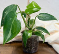 Philodendron 'White Princess'