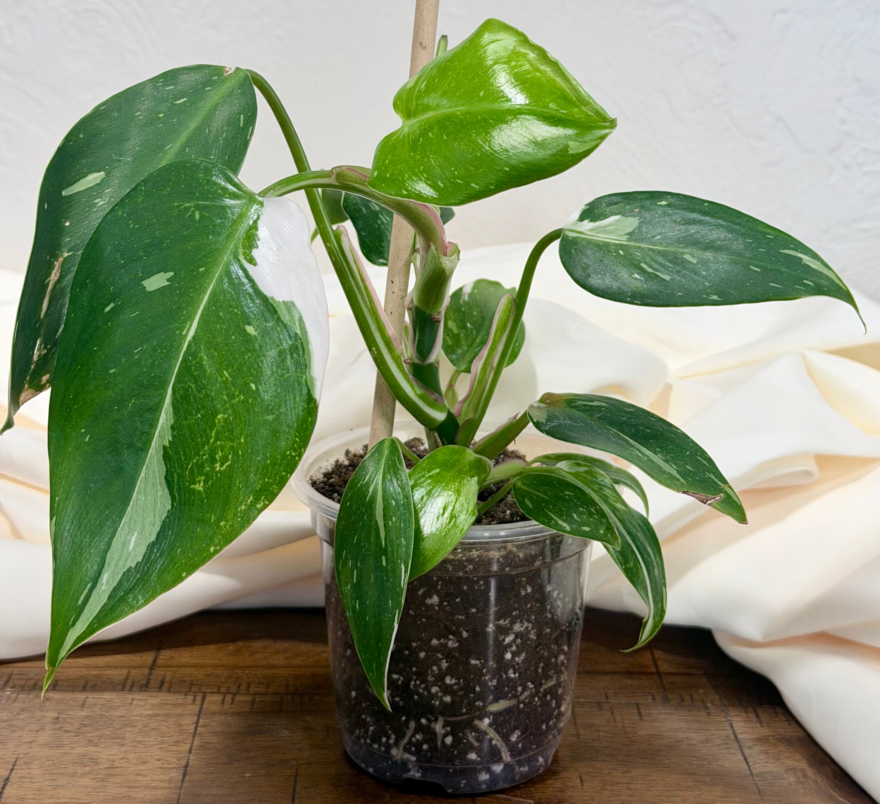 Philodendron 'White Princess'