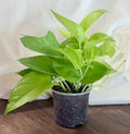 Lemon Lime Pothos