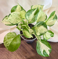 Manjula Pothos