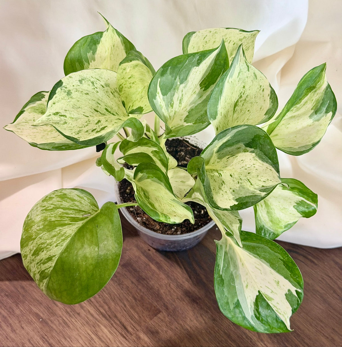 Manjula Pothos