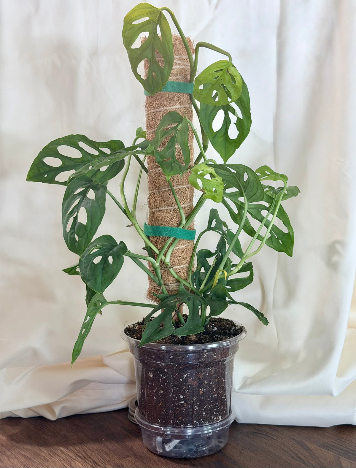 Monstera adansonii ‘Swiss Cheese’