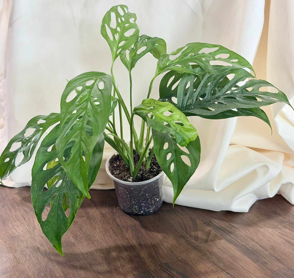 Monstera adansonii ‘Wide Form’