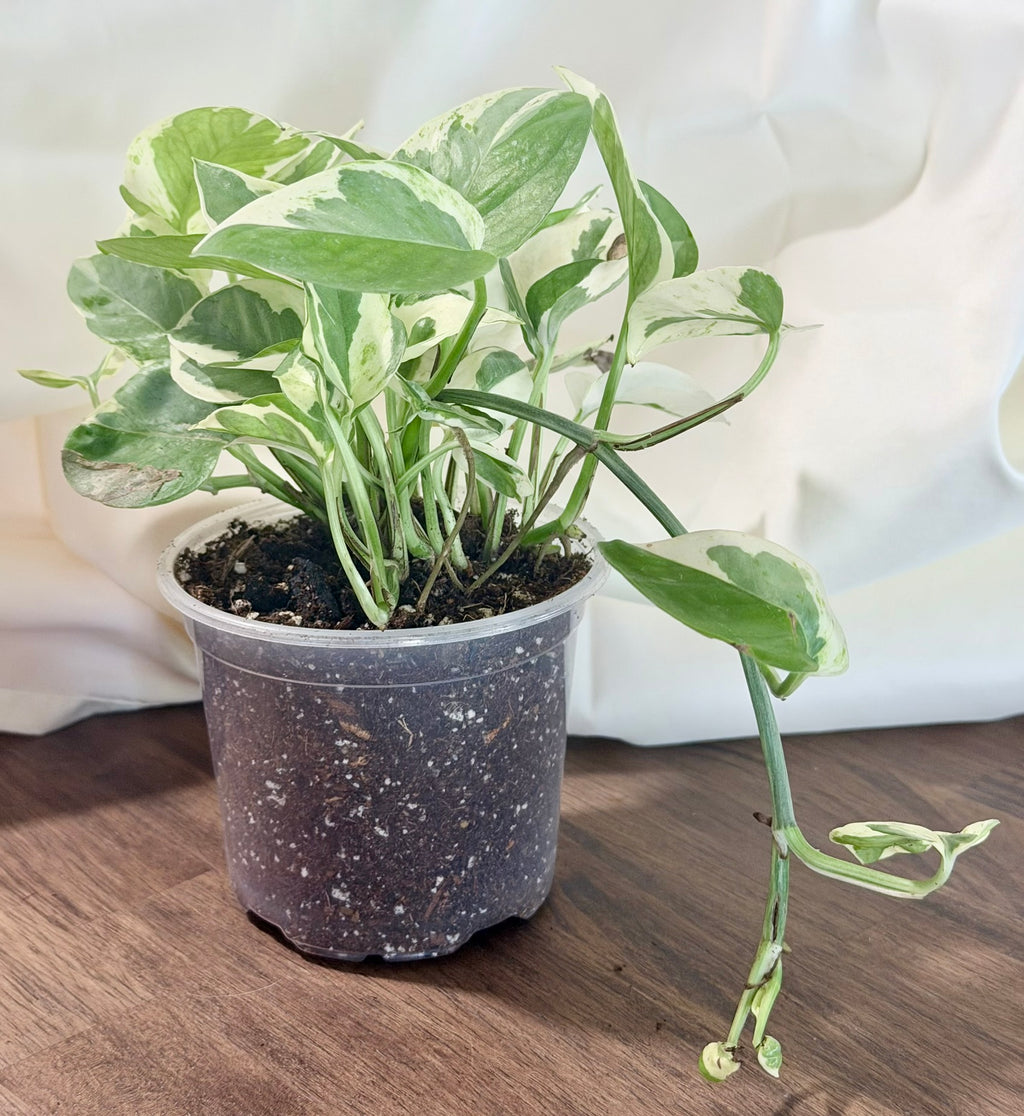 Pearls and Jade Pothos