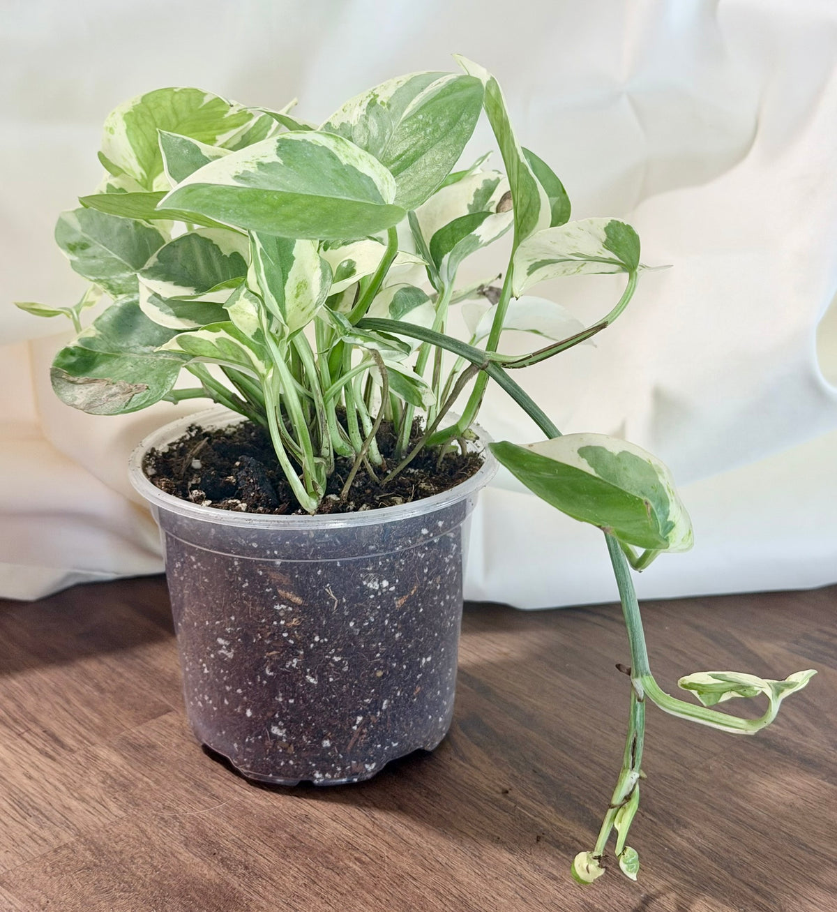 Pearls and Jade Pothos