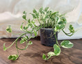 Pearls and Jade Pothos