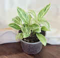 Philodendron ‘Birkin’