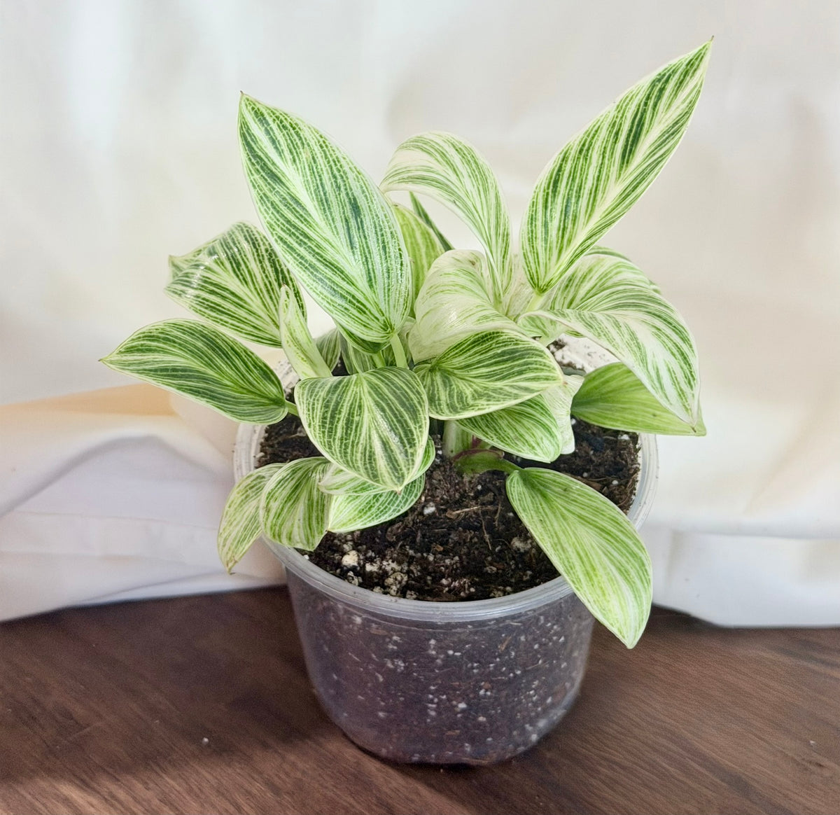 Philodendron ‘Birkin’