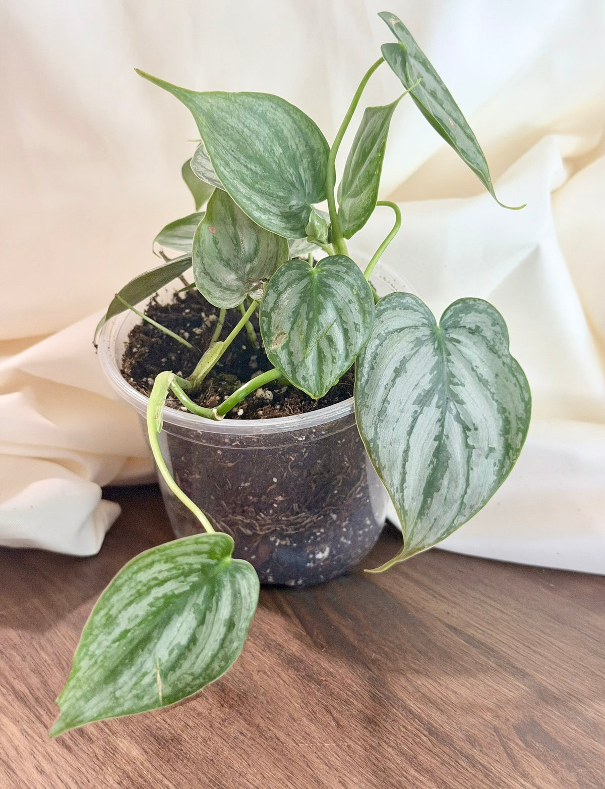Philodendron brandtianum ‘Brandi’