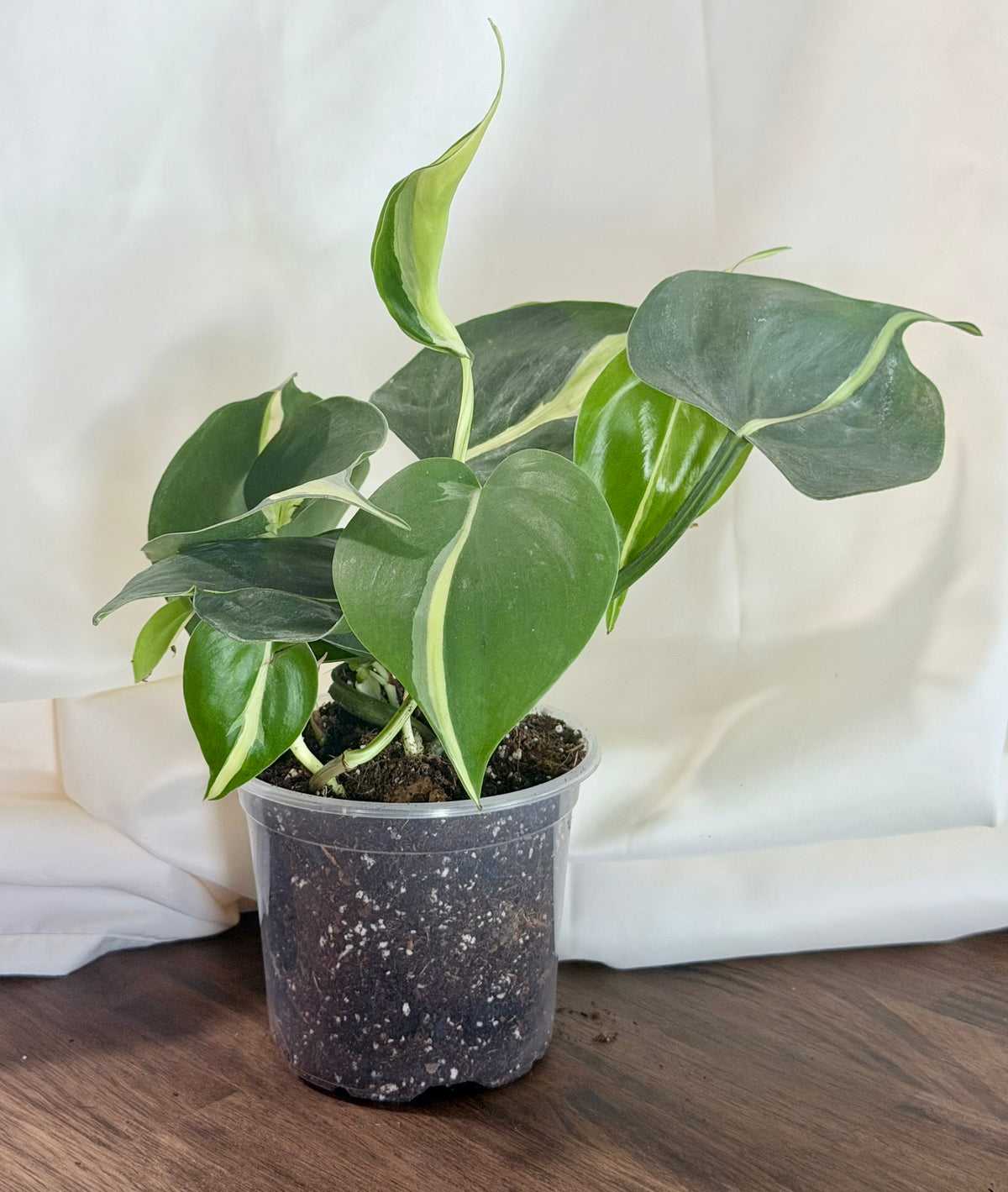 Philodendron ‘Brasil’