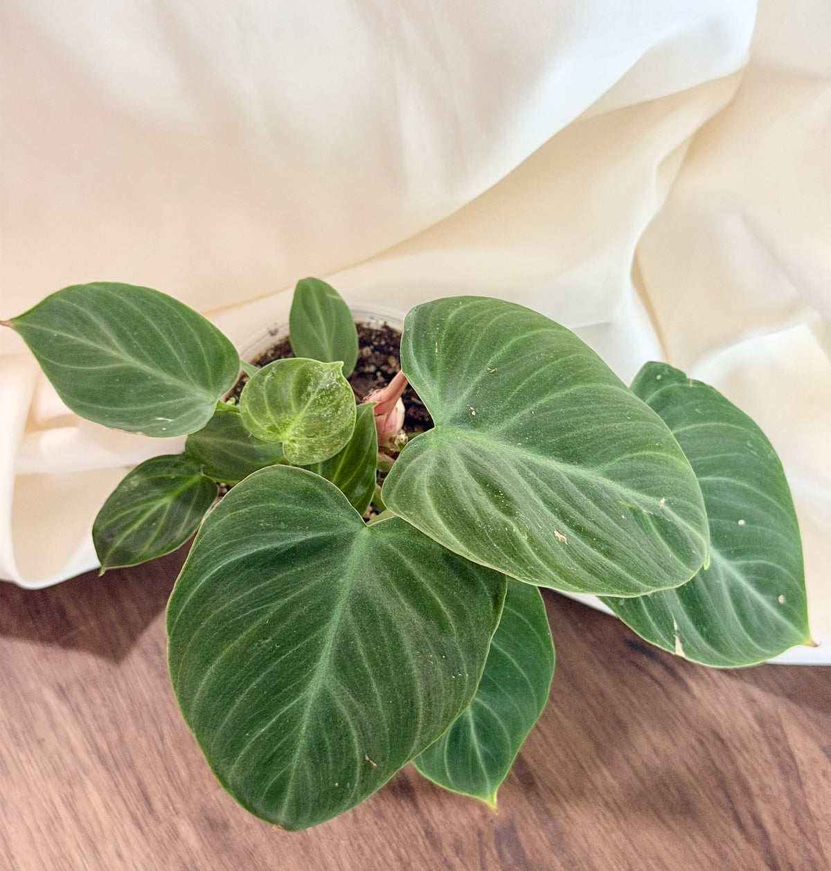 Philodendron ‘El Choco Red’