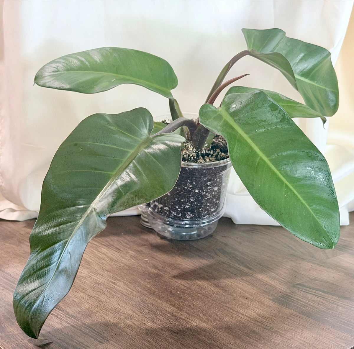 Philodendron ‘Red Congo’